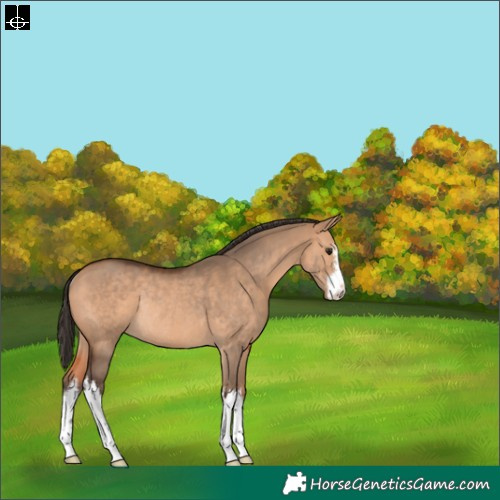 Horse Color:White Spotted Bay Dun Rabicano 
