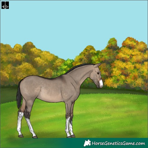 Horse Color:White Spotted Brown Dun Rabicano 