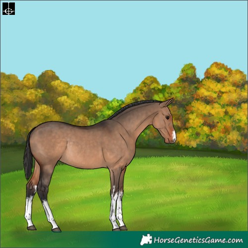 Horse Color:White Spotted Brown Dun Rabicano 
