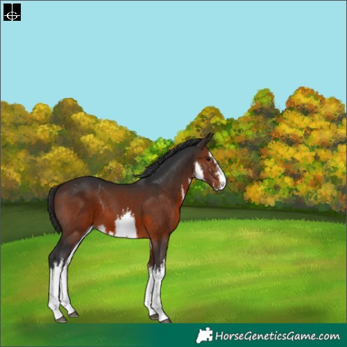 Horse Color:White Spotted Brown 