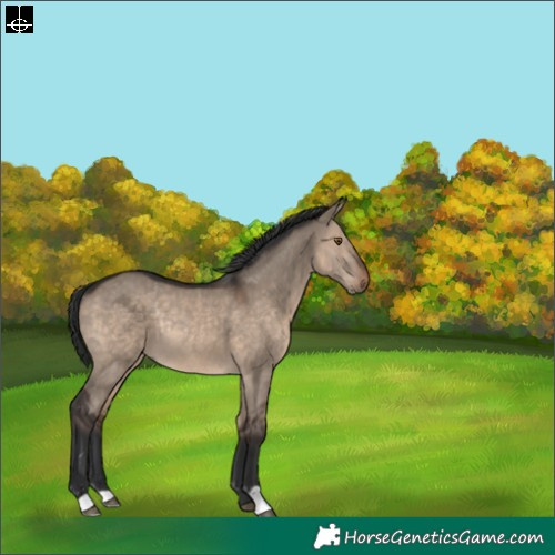 Horse Color:Brown Dun Rabicano 