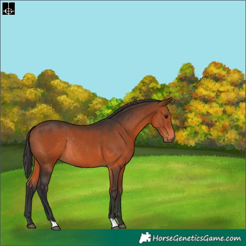 Horse Color:Bay Rabicano 