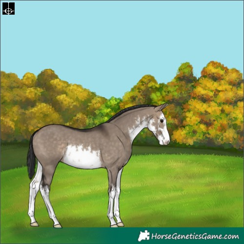 Horse Color:White Spotted Brown Dun Rabicano 
