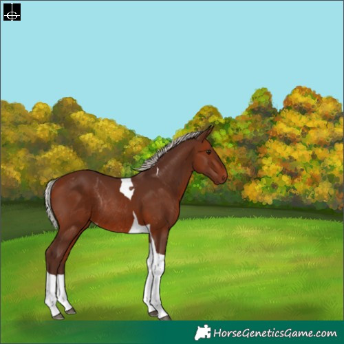 Horse Color:Silver Brown Tobiano Varnish Rabicano 