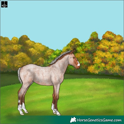 Horse Color:Silver Bay Roan Varnish Rabicano 