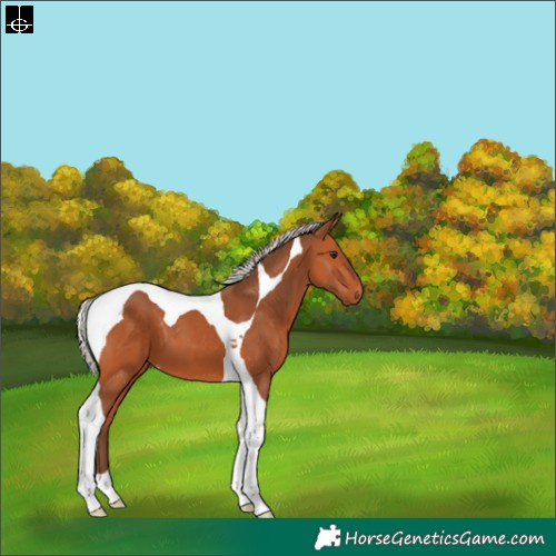 Horse Color:Silver Bay Tobiano Varnish 