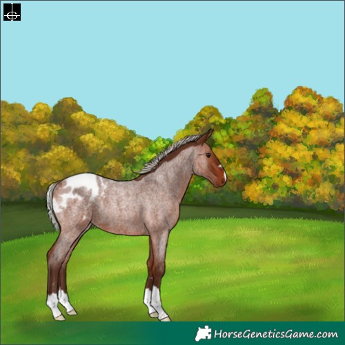 Horse Color:Silver Bay Roan Blanket Rabicano 