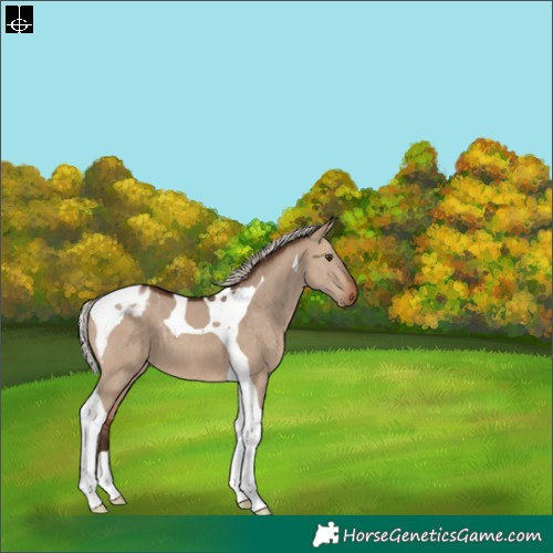 Horse Color:Silver Brown Dun Tobiano Varnish 