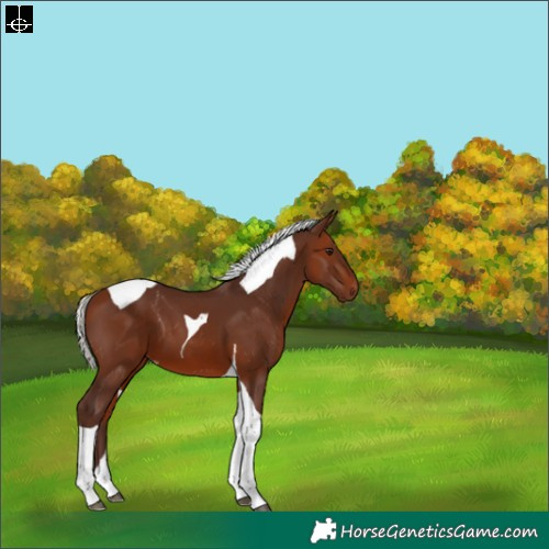 Horse Color:Silver Bay Tobiano Varnish 