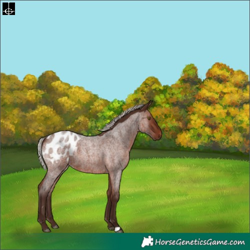 Horse Color:Silver Brown Roan Blanket 