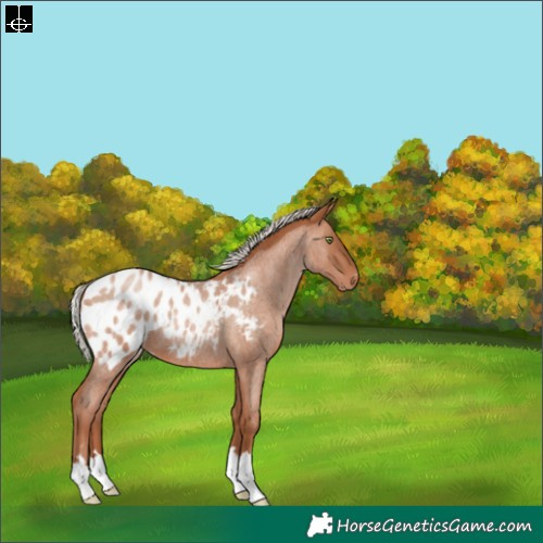 Horse Color:Silver Brown Roan Pearl Blanket 