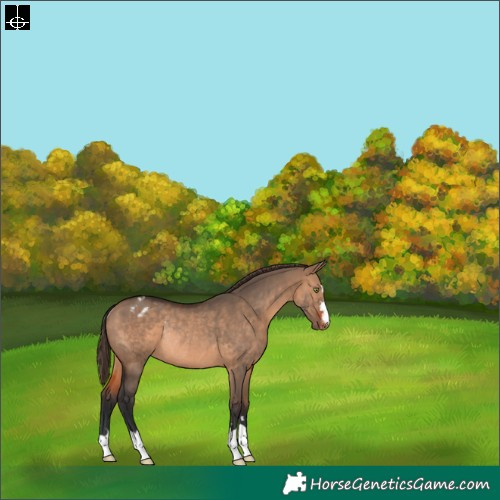 Horse Color:Brown Dun Varnish Rabicano 