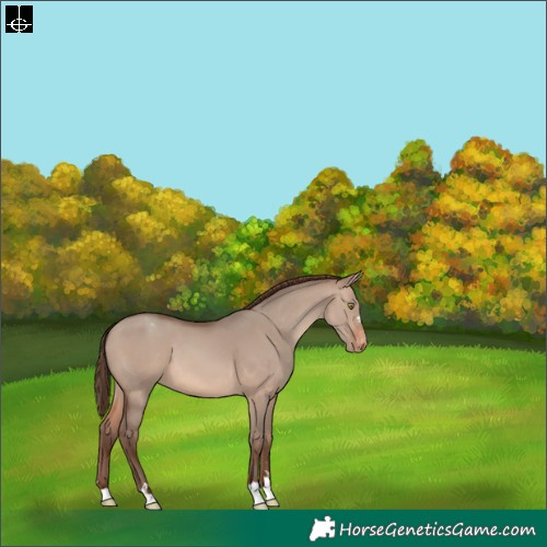 Horse Color:Sable Champagne Dun Varnish 