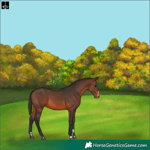Horse Color:Brown Varnish 