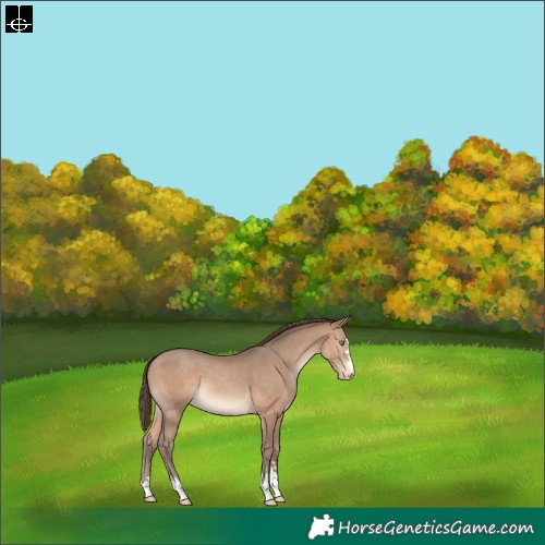Horse Color:Sable Champagne Varnish 