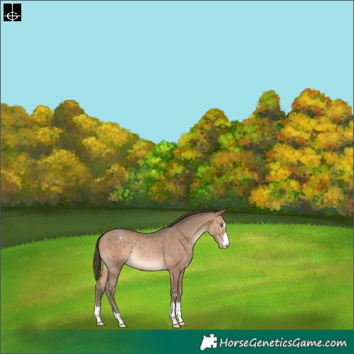 Horse Color:Sable Champagne Varnish Rabicano 