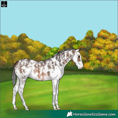 Horse Color:Brown Sabino 