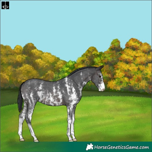 Horse Color:Brown Sabino 