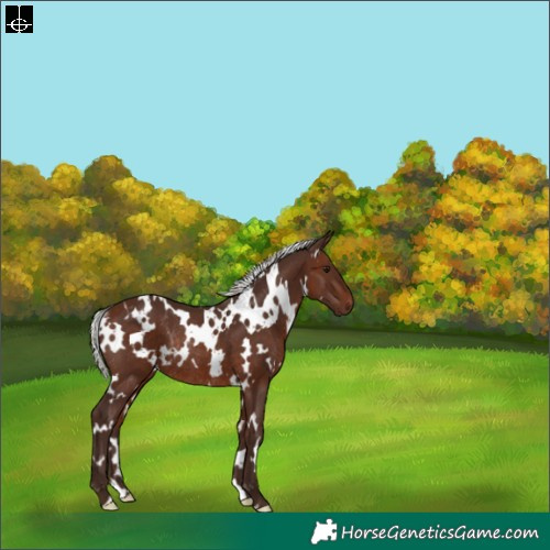 Horse Color:White Spotted Silver Brown Rabicano 