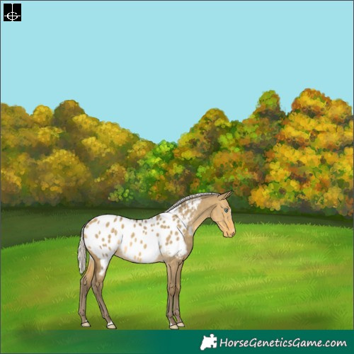 Horse Color:Silver Sable Cream Champagne Dun Blanket 