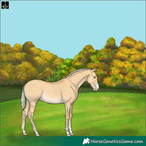 Horse Color:Silver Amber Cream Champagne Dun 