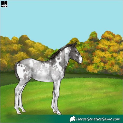 Horse Color:White Spotted Liver Chestnut Sabino 