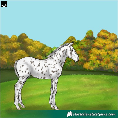 Horse Color:White Spotted Silver Smoky Black Leopard 