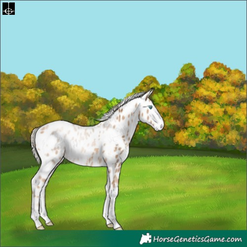 Horse Color:White Spotted Chocolate Palomino Pearl Sabino Leopard 