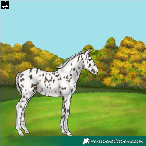 Horse Color:White Spotted Silver Buckskin Leopard 