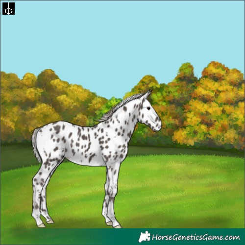 Horse Color:White Spotted Silver Black Leopard 