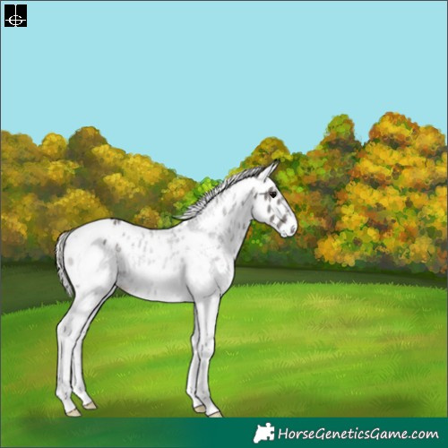 Horse Color:White Spotted Silver Black Sabino Leopard 