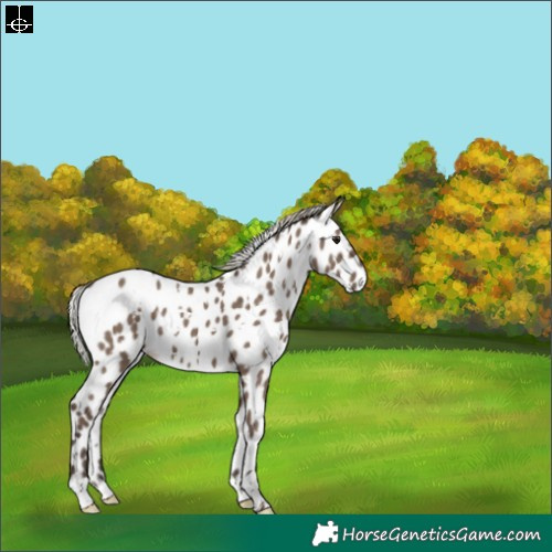 Horse Color:White Spotted Silver Grullo Leopard 