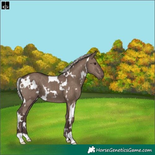 Horse Color:White Spotted Silver Grullo 