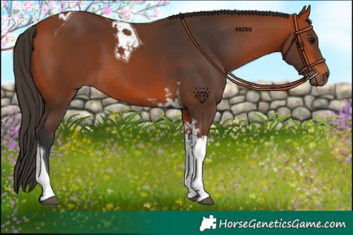 Horse Color:Bay Tobiano 