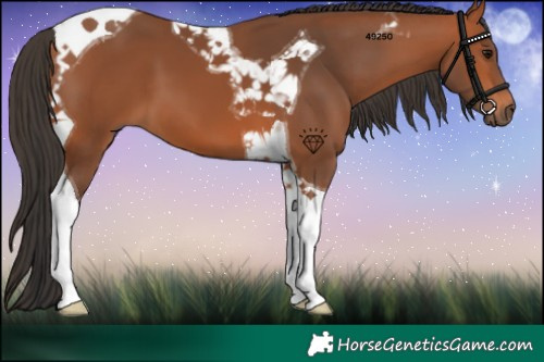 Horse Color:Bay Tobiano 