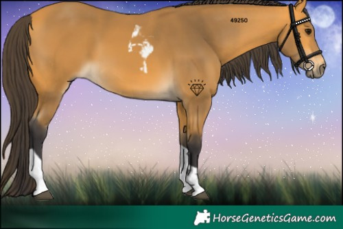 Horse Color:Buckskin Tobiano 