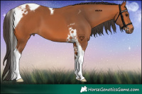 Horse Color:Bay Tobiano 