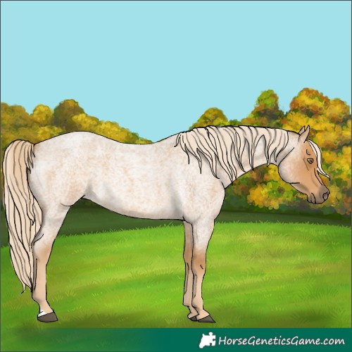 Horse Color:Palomino Roan