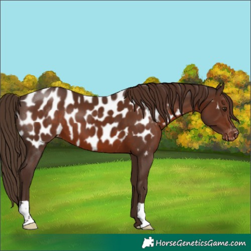 Horse Color:Liver Chestnut Appaloosa 