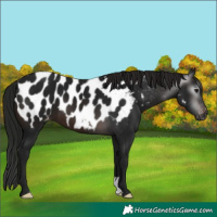 Horse Color:Gray Brown Appaloosa