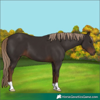 Horse Color:Liver Chestnut
