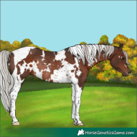 Horse Color:White Spotted Silver Brown Tobiano Rabicano 