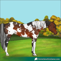 Horse Color:White Spotted Brown