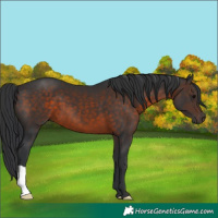 Horse Color:Brown 
