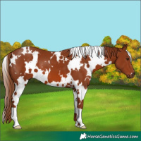 Horse Color:White Spotted Chestnut 