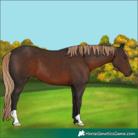 Horse Color:Liver Chestnut 