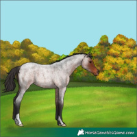 Horse Color:Brown Roan 