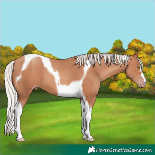 Horse Color:Silver Sable Champagne Tobiano