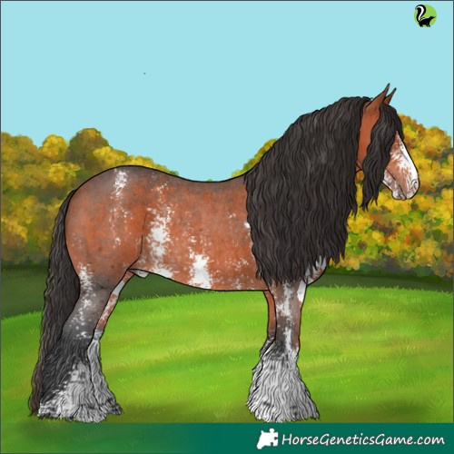 Horse Color:Brown Sabino Rabicano 