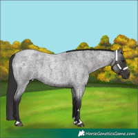 Horse Color:Smoky Blue Roan